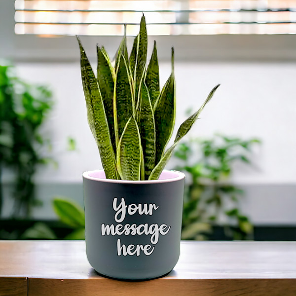 Snake Plant With Attractive Self Watering Pot Gifts to Nepal Giftmandu